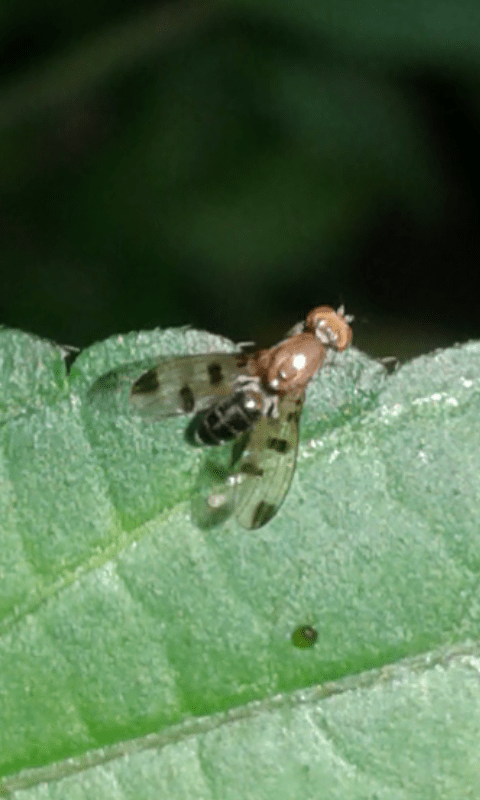 Opomyzidae : Geomyza sp.?  S